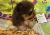 DUDE, a male Pomeranian for sale in Weatherford, TX – 4 of 10