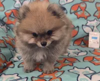 SEADOO  Blue Rib, a male Pomeranian for sale in Weatherford, TX – 5 of 9