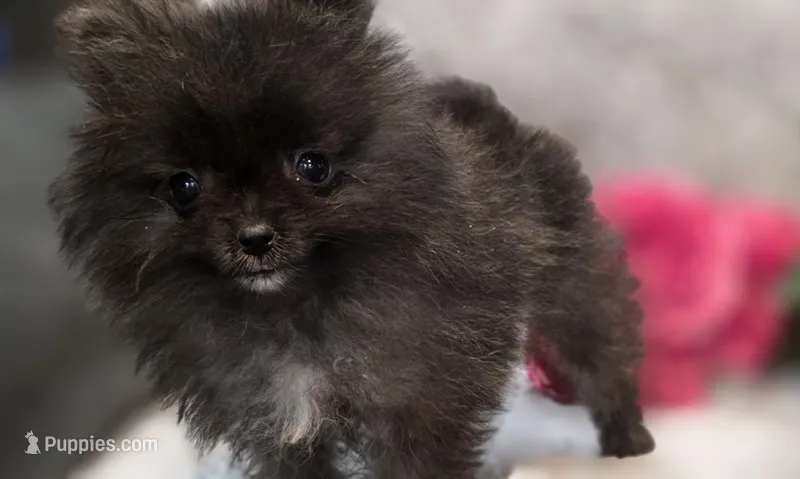 SANDY   Red Rib – Pomeranian puppy for sale in Weatherford, TX