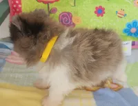 SUMMER, a female Pomeranian for sale in Weatherford, TX – 5 of 8