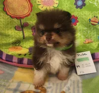 DUDE, a male Pomeranian for sale in Weatherford, TX – 5 of 10