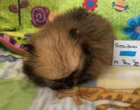 SEADOO, a male Pomeranian for sale in Weatherford, TX – 4 of 7