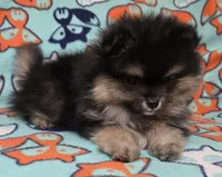 CRUISE     Purple rib, a male Pomeranian for sale in Weatherford, TX – 7 of 9