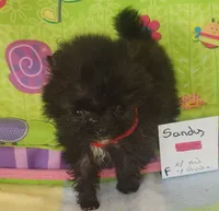 SANDY, a female Pomeranian for sale in Weatherford, TX – 2 of 6