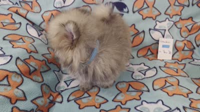 SEADOO  Blue Rib, a male Pomeranian for sale in Weatherford, TX – 9 of 9