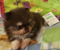 DUDE, a male Pomeranian for sale in Weatherford, TX – 8 of 10