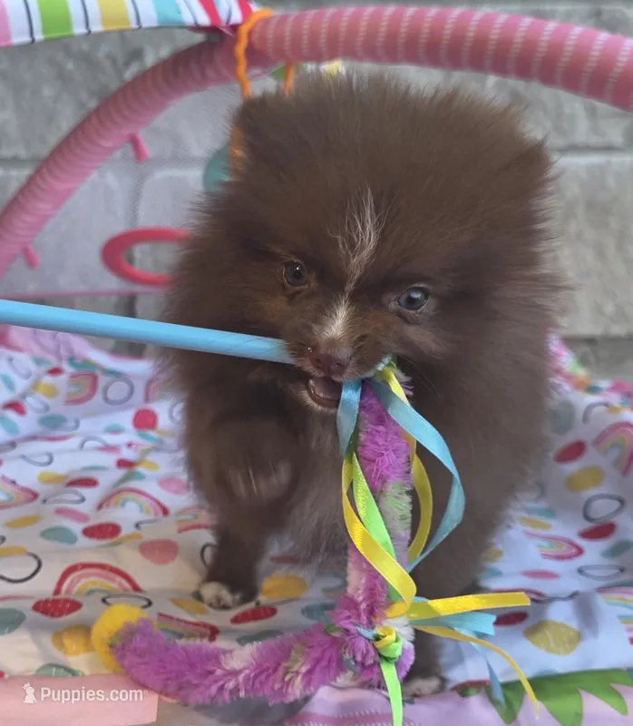BARBIE  Orange rib – Pomeranian puppy for sale in Weatherford, TX