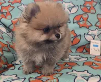 SEADOO  Blue Rib, a male Pomeranian for sale in Weatherford, TX – 2 of 9
