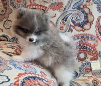 SUMMER, a female Pomeranian for sale in Weatherford, TX – 7 of 9
