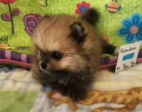 SEADOO, a male Pomeranian for sale in Weatherford, TX – 5 of 7