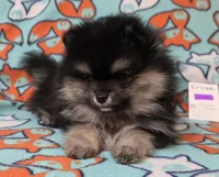 CRUISE     Purple rib, a male Pomeranian for sale in Weatherford, TX – 5 of 9