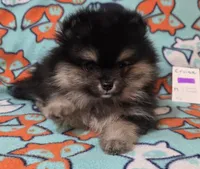 CRUISE     Purple rib, a male Pomeranian for sale in Weatherford, TX – 6 of 9