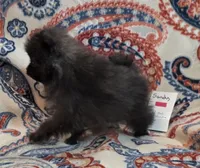 SANDY   Red Rib, a female Pomeranian for sale in Weatherford, TX – 6 of 10