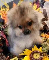 DOODLE, a male Pomeranian for sale in Weatherford, TX – Photo 8 of 8