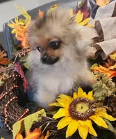 DOODLE, a male Pomeranian for sale in Weatherford, TX – Photo 5 of 8