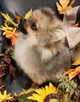 DOODLE, a male Pomeranian for sale in Weatherford, TX – Photo 7 of 8