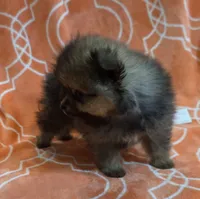 JUDY G   Pink Rib, a female Pomeranian for sale in Weatherford, TX – 3 of 9