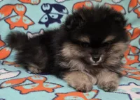 CRUISE     Purple rib, a male Pomeranian for sale in Weatherford, TX – 2 of 9