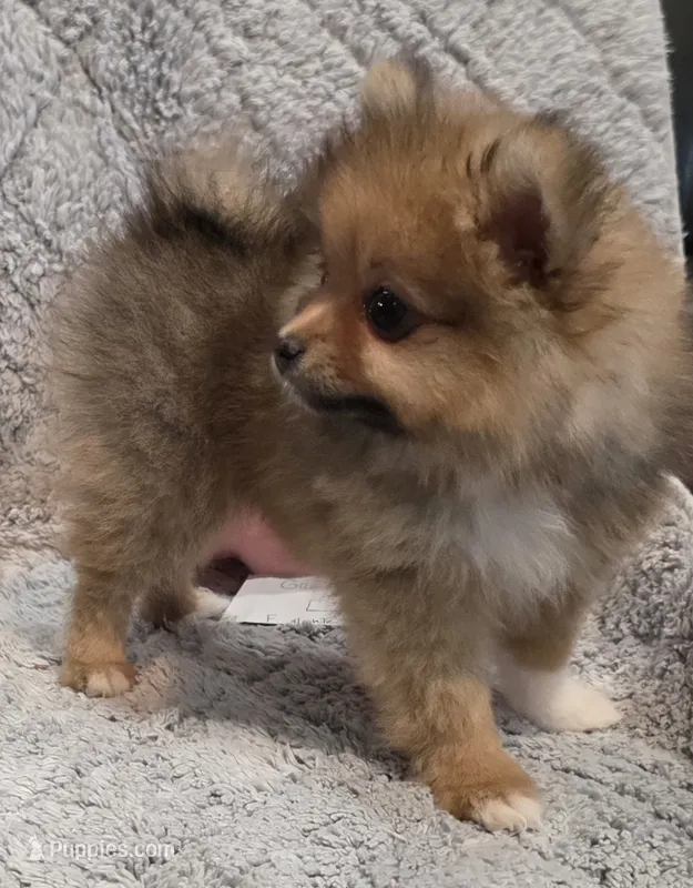 GRACE K  White Rib – Pomeranian puppy for sale in Weatherford, TX