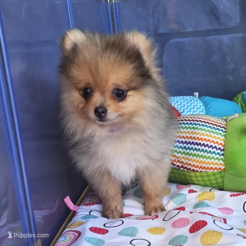 MARILYN  M Mauve Rib – Pomeranian puppy for sale in Weatherford, TX