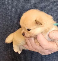 CRESSON, a male Pomeranian for sale in Weatherford, TX – Photo 2 of 8