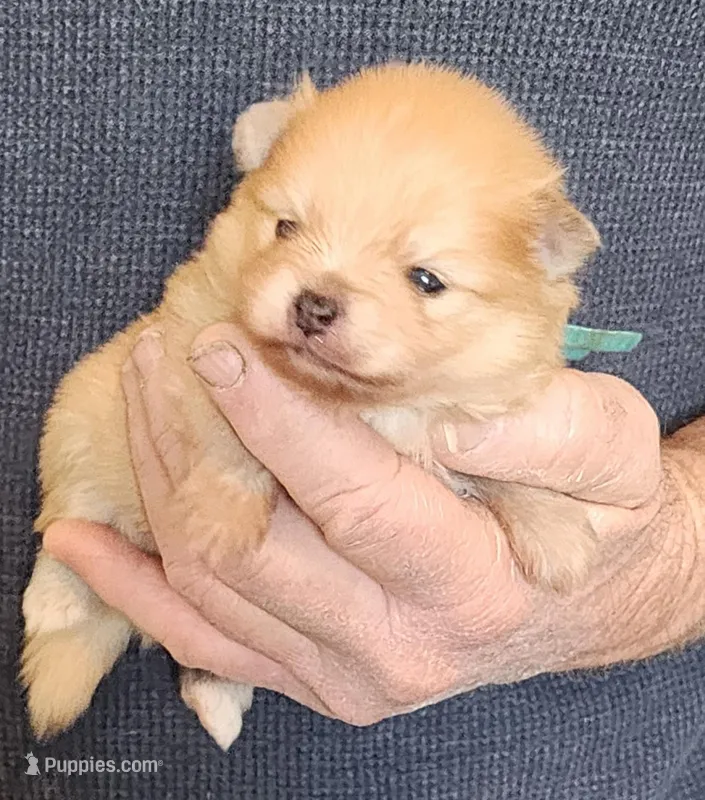 CRESSON, a male Pomeranian for sale in Weatherford, TX – Photo 1 of 8