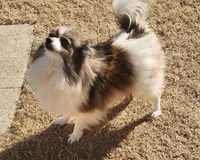 CRESSON, a male Pomeranian for sale in Weatherford, TX – Photo 8 of 8