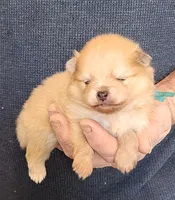 CRESSON, a male Pomeranian for sale in Weatherford, TX – Photo 4 of 8