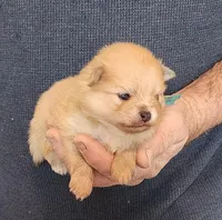 CRESSON, a male Pomeranian for sale in Weatherford, TX – Photo 5 of 8