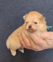 CRESSON, a male Pomeranian for sale in Weatherford, TX – Photo 6 of 8