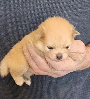 CRESSON, a male Pomeranian for sale in Weatherford, TX – Photo 3 of 8