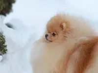 CRESSON, a male Pomeranian for sale in Weatherford, TX – Photo 7 of 8