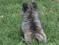 SANDY   Red Rib, a female Pomeranian for sale in Weatherford, TX – 5 of 9