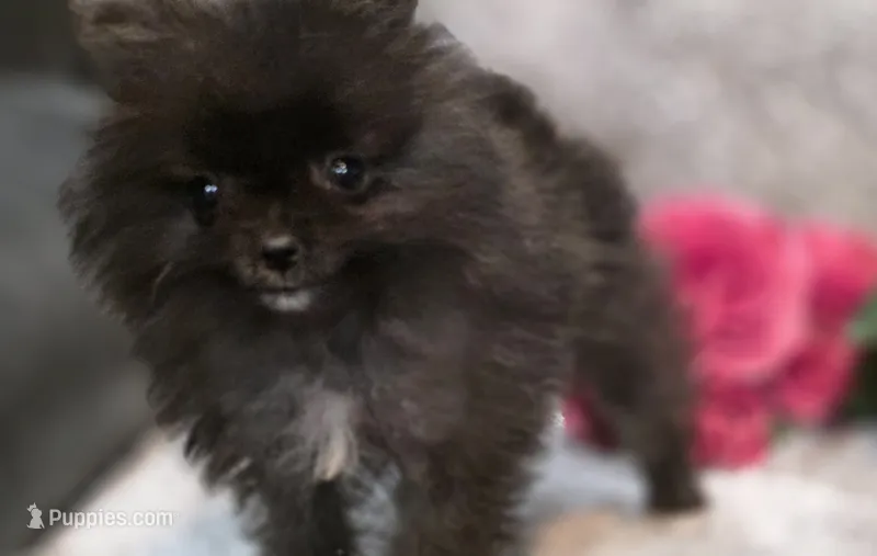 SANDY   Red Rib – Pomeranian puppy for sale in Weatherford, TX