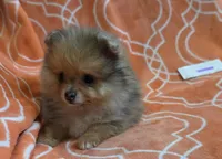 MARILYN  M Mauve Rib, a female Pomeranian for sale in Weatherford, TX – 3 of 10