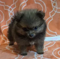 JUDY G   Pink Rib, a female Pomeranian for sale in Weatherford, TX – 4 of 9