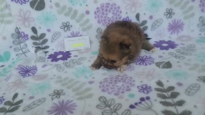 GRACE KELLY, a female Pomeranian for sale in Weatherford, TX – 7 of 7