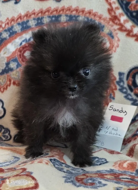 SANDY – Pomeranian puppy for sale in Weatherford, TX