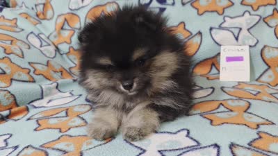 CRUISE     Purple rib, a male Pomeranian for sale in Weatherford, TX – 9 of 9