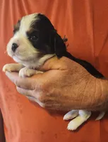 Bedford, a male Cavalier King Charles Spaniel for sale in Weatherford, TX – Photo 1 of 3