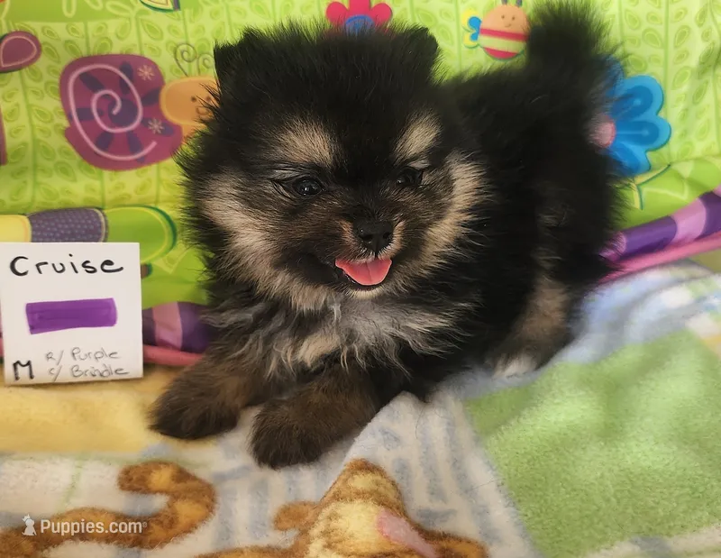 CRUISE     Purple ribbon – Pomeranian puppy for sale in Weatherford, TX