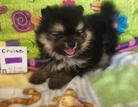 CRUISE     Purple ribbon, a male Pomeranian for sale in Weatherford, TX – 1 of 6
