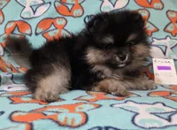 CRUISE     Purple rib, a male Pomeranian for sale in Weatherford, TX – 8 of 9