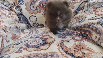 BARBIE  orange ribbon, a female Pomeranian for sale in Weatherford, TX – 10 of 10