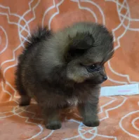 JUDY G   Pink Rib, a female Pomeranian for sale in Weatherford, TX – 6 of 9