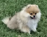 SEADOO  Blue Rib, a male Pomeranian for sale in Weatherford, TX – 3 of 10