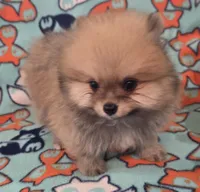 SEADOO  Blue Rib, a male Pomeranian for sale in Weatherford, TX – 3 of 9