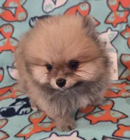 SEADOO  Blue Rib, a male Pomeranian for sale in Weatherford, TX – 8 of 9