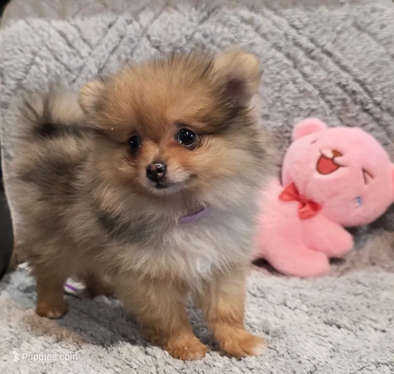 MARILYN  M Mauve Rib – Pomeranian puppy for sale in Weatherford, TX