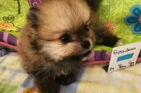 SEADOO, a male Pomeranian for sale in Weatherford, TX – 6 of 7